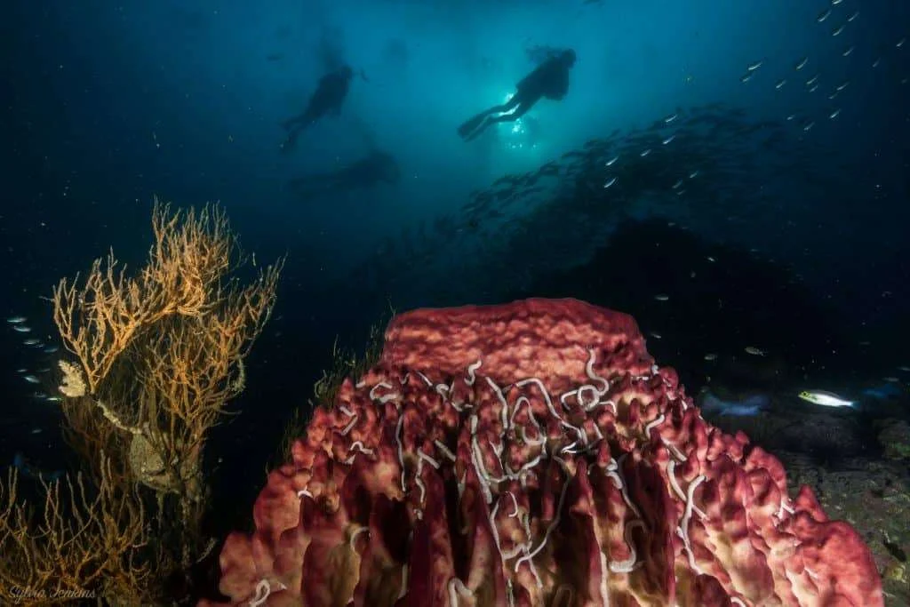 Bugtong Bato Dive Site - Thresher Shark Divers, Malapascua
