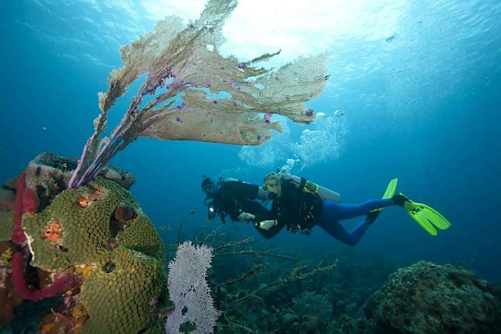 Buhoc Point Dive Site - Thresher Shark Divers, Malapascua