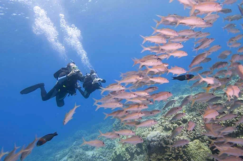 Capitancillo Dive Site - Thresher Shark Divers, Malapascua