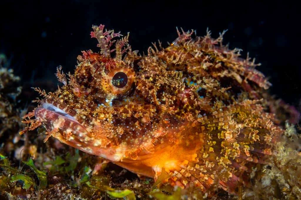 Deep Rock Dive Site - Thresher Shark Divers, Malapascua
