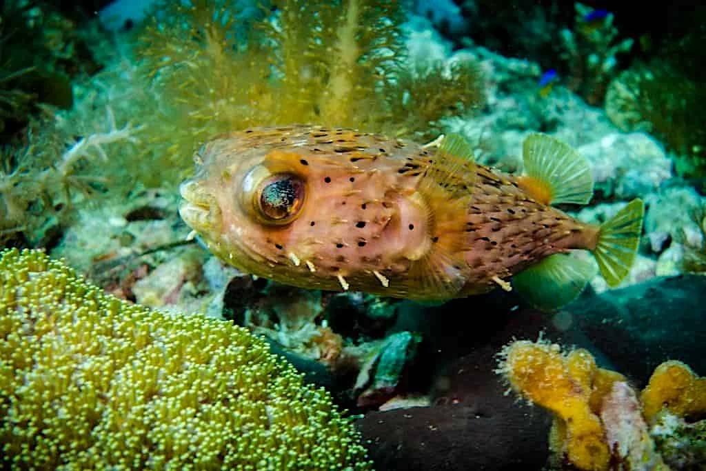 East Side Dive Site - Thresher Shark Divers, Malapascua