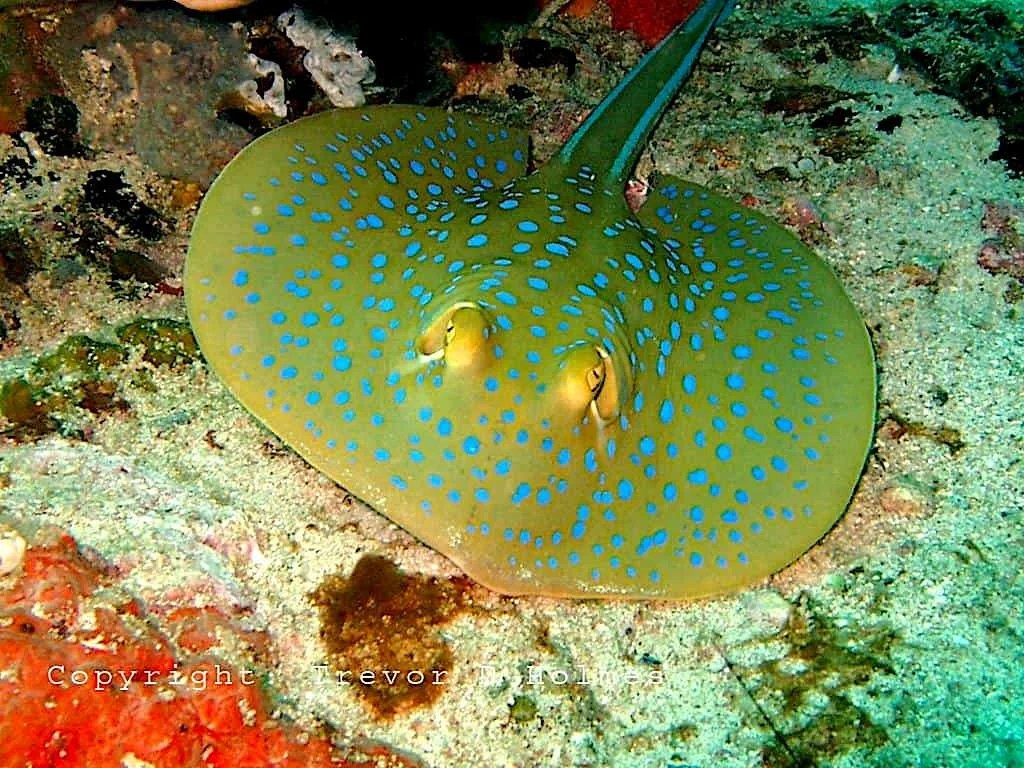 Diving at Gato Island, Malapascua