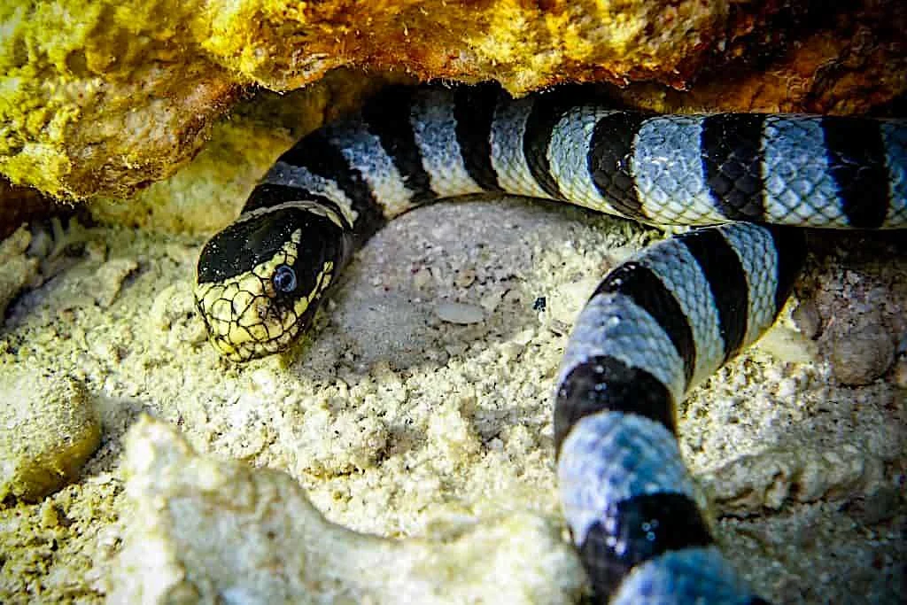 Diving at Gato Island, Malapascua