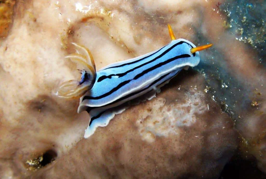 Diving at Gato Island, Malapascua
