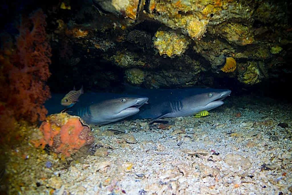 Diving at Gato Island, Malapascua
