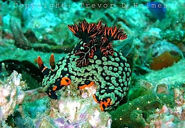 House Reef Dive Site - Thresher Shark Divers, Malapascua