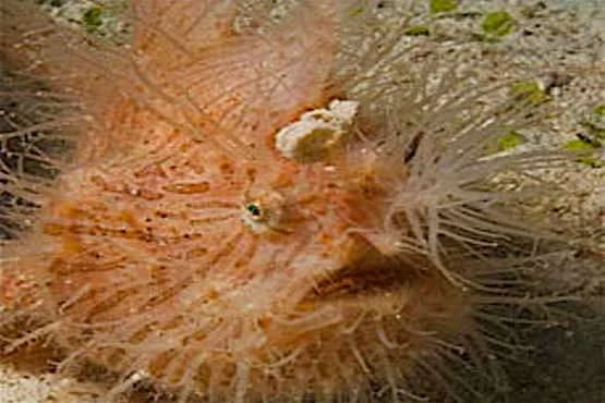 Ka Osting Dive Site - Thresher Shark Divers, Malapascua