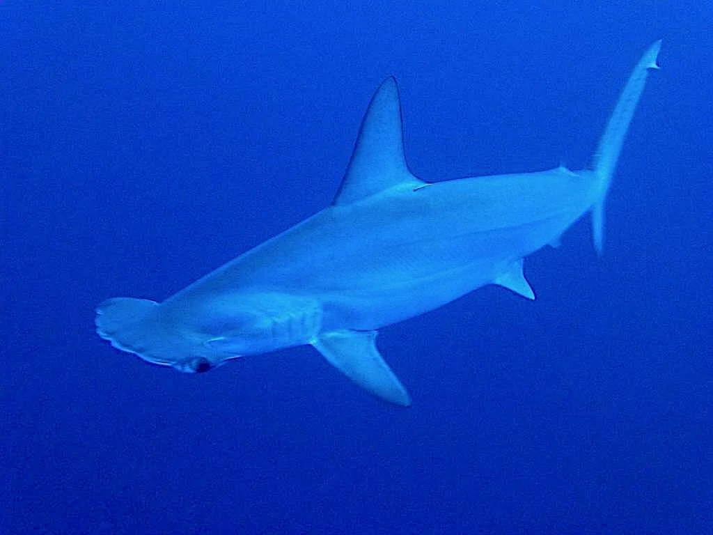 Kimud Shoal dive site, Malapascua's famous thresher shark cleaning station
