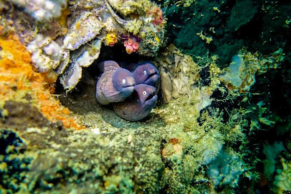 Marias Point Dive Site - Thresher Shark Divers, Malapascua