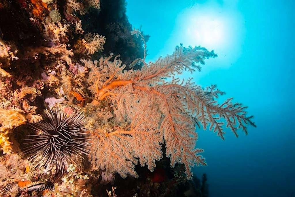 North Point Dive Site - Thresher Shark Divers, Malapascua