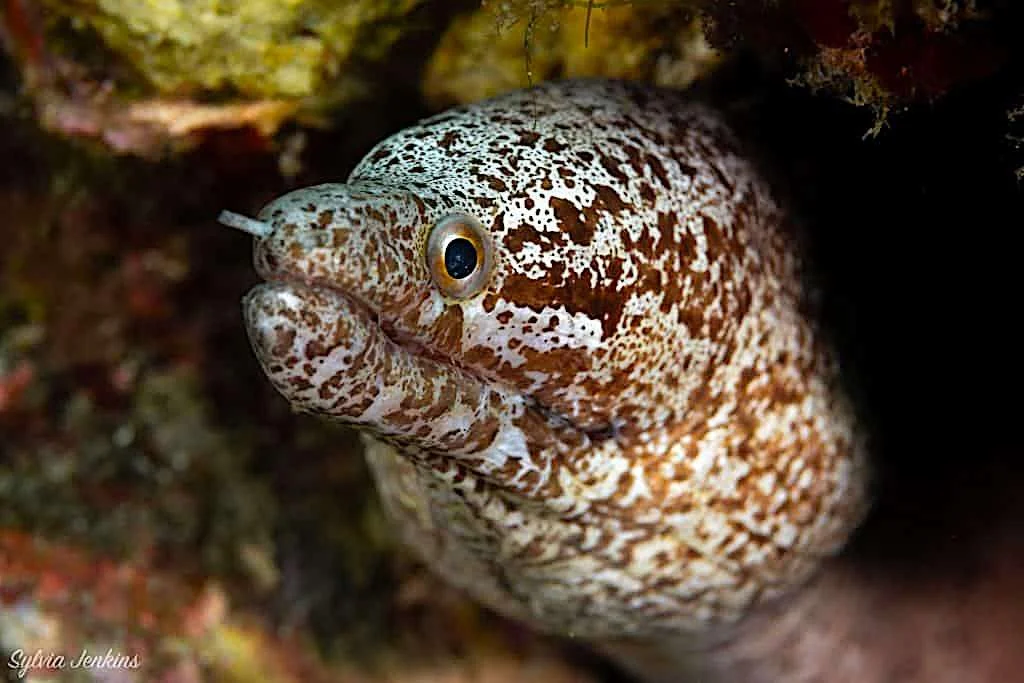 North Wall Dive Site - Thresher Shark Divers, Malapascua