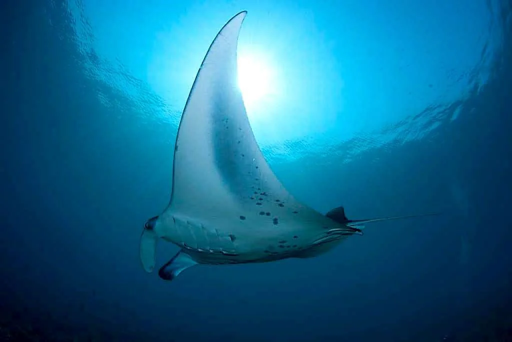 Nunez Shoal Dive Site - Thresher Shark Divers, Malapascua