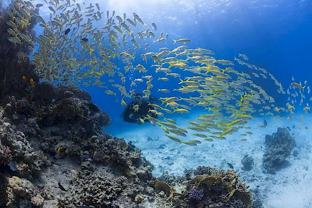 Quiliano Dive Site - Thresher Shark Divers, Malapascua
