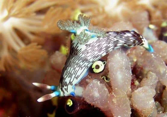 Twins Dive Site - Thresher Shark Divers, Malapascua