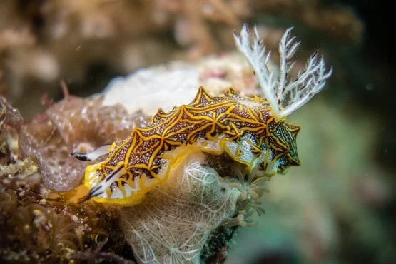 Colourful nudibranch found on a Malapascua muck dive