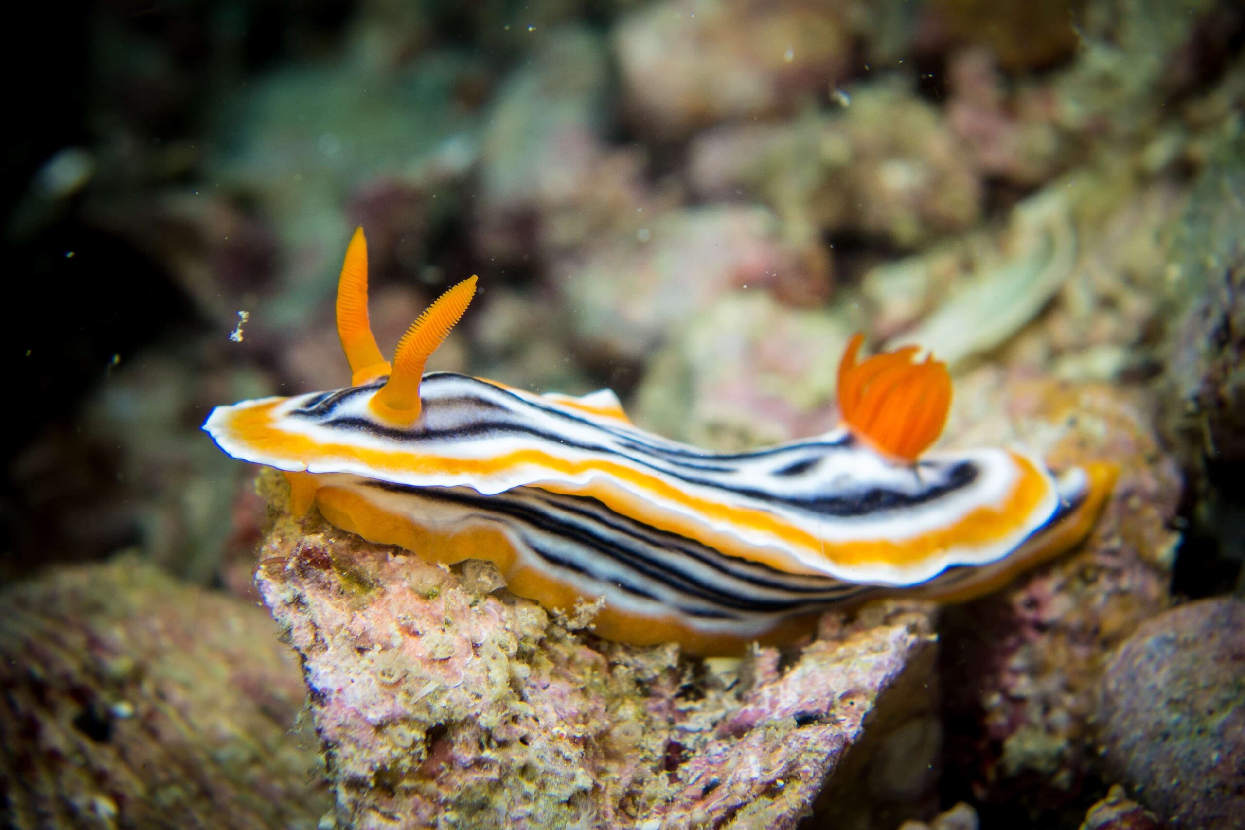 20171030_GATO_NUDI-2 Nudibranch on a day trip dive at Gato Island, Malapascua