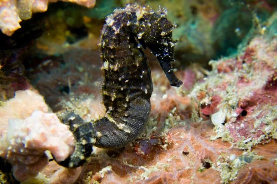 Scuba diving at Gato Island, Malapascua