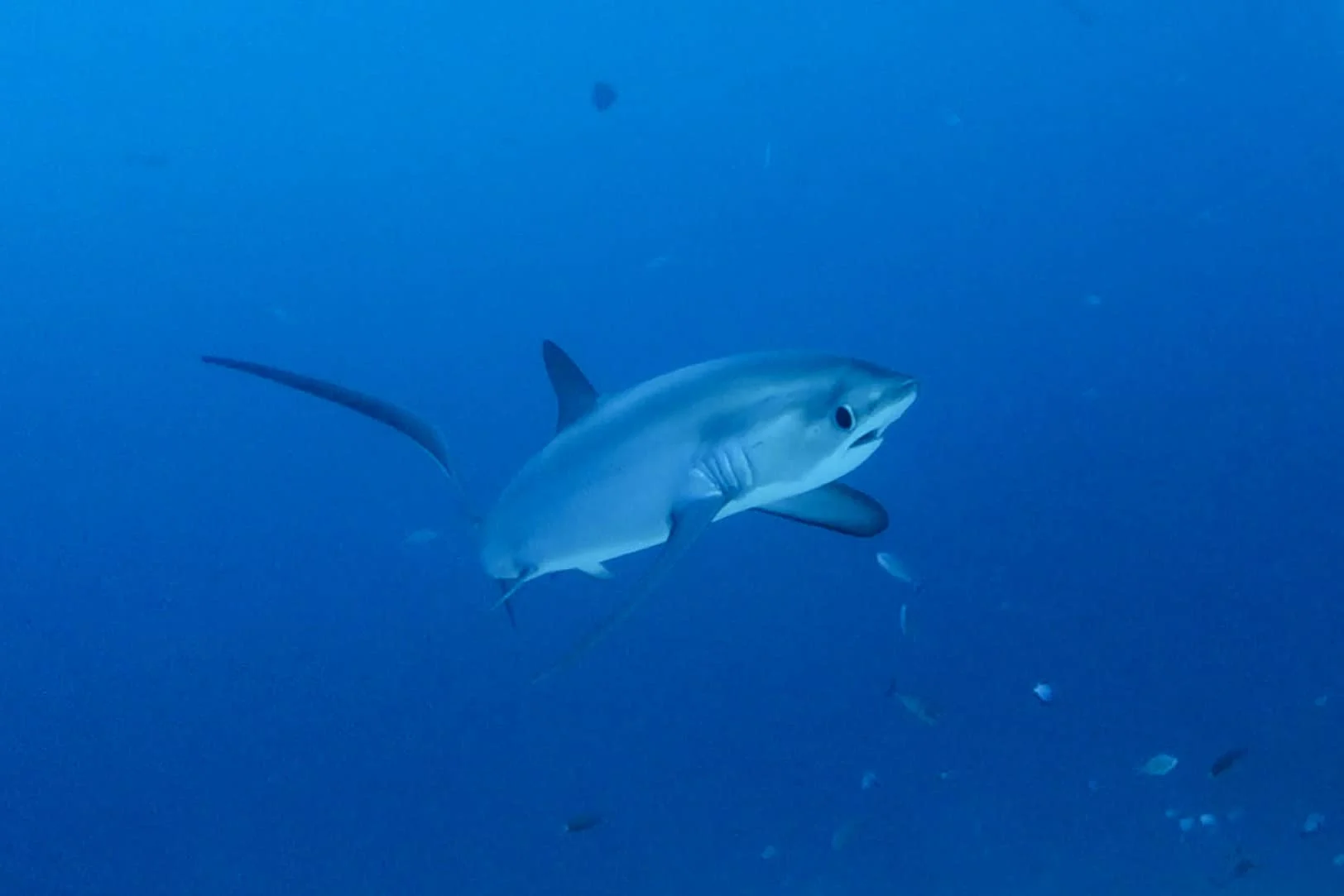 Padi Shark Specialty Malapascua - Thresher shark underwater at Kimud Shoal Malapascua