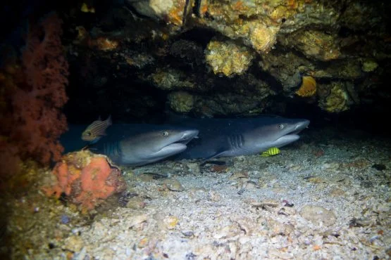 Whitetip reef sharks resting in a cave at Gato Island, Malapascua