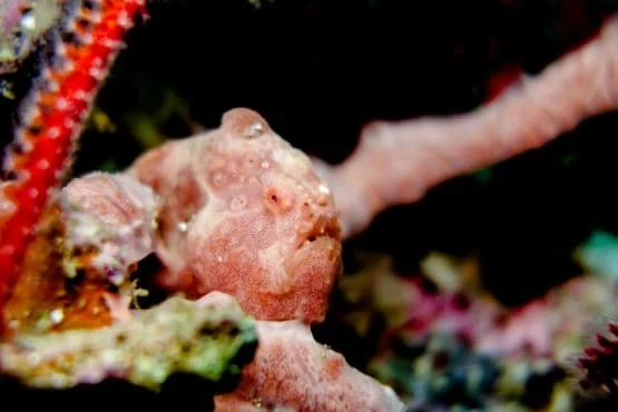 Frogfish near Malapascua Island