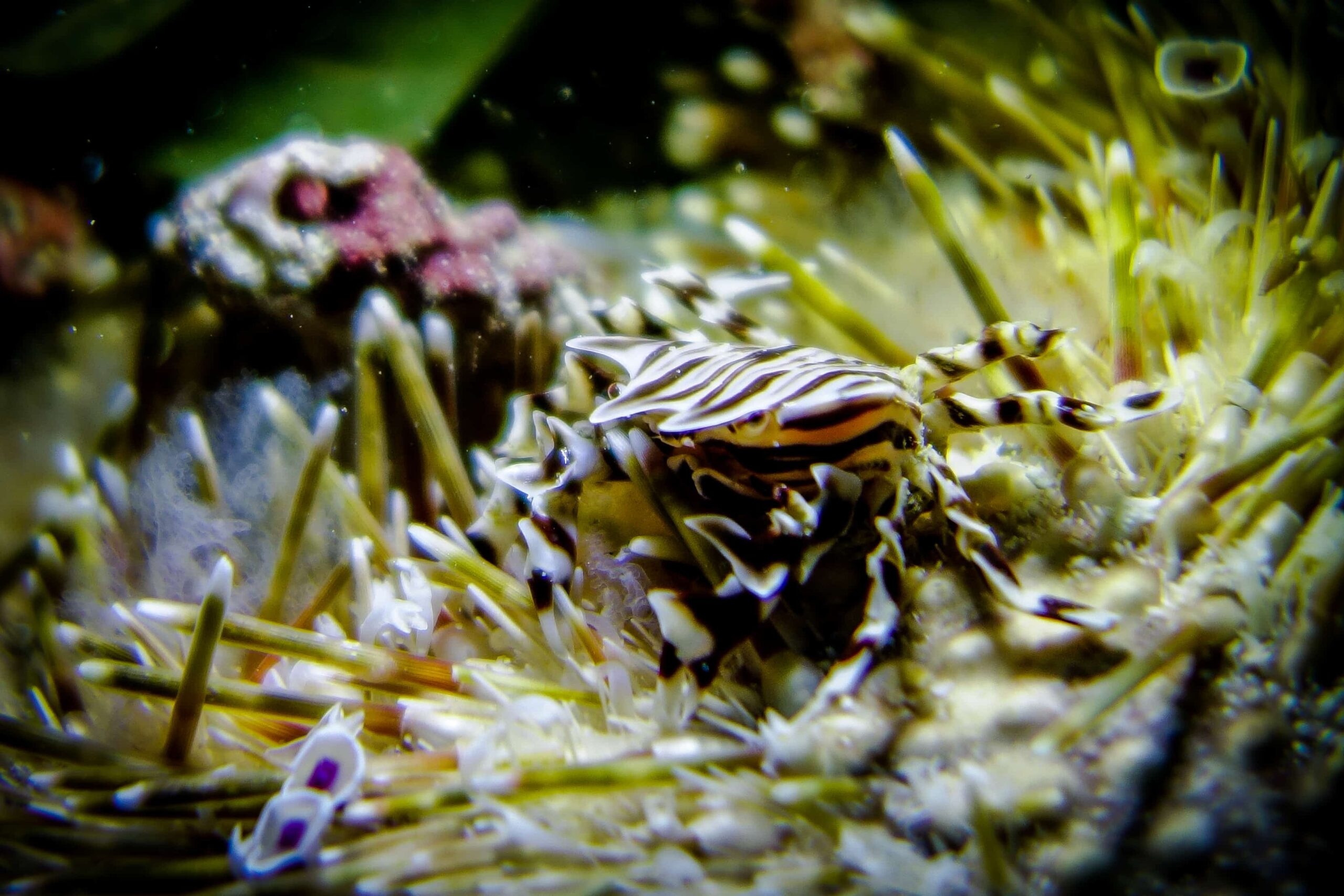 PADI Underwater Naturalist
