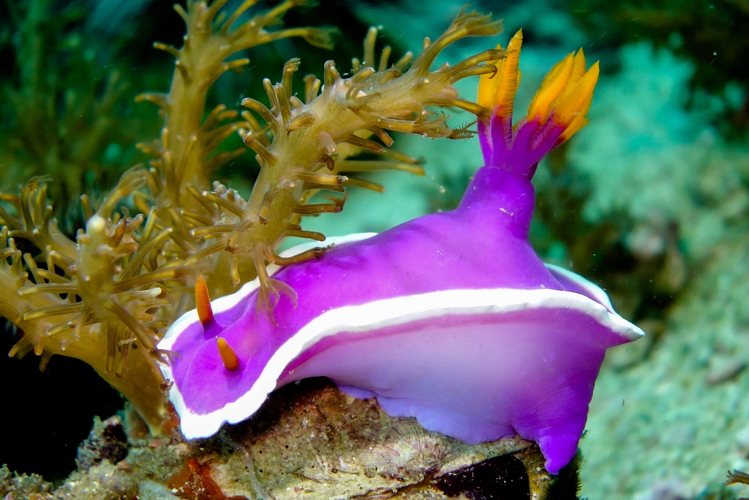 Diving at Chocolate Island near Malapascua