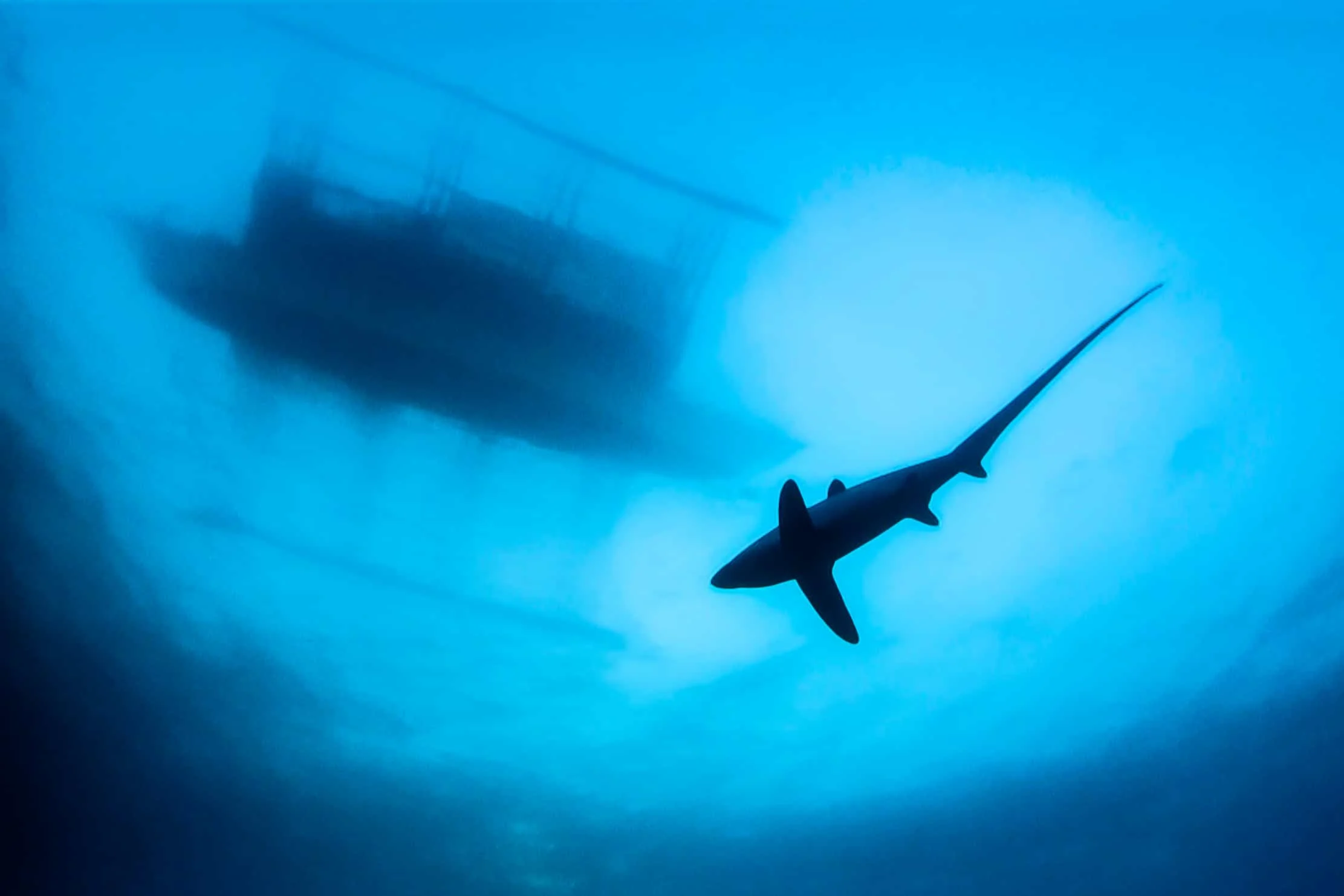 Thresher shark swimming beneath the dive boat at Kimud Shoal