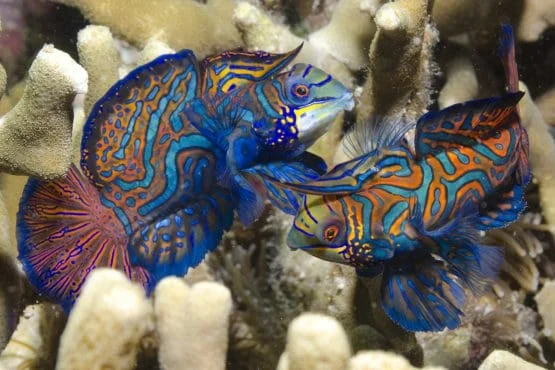 Mandarin fish on Malapascua night dive