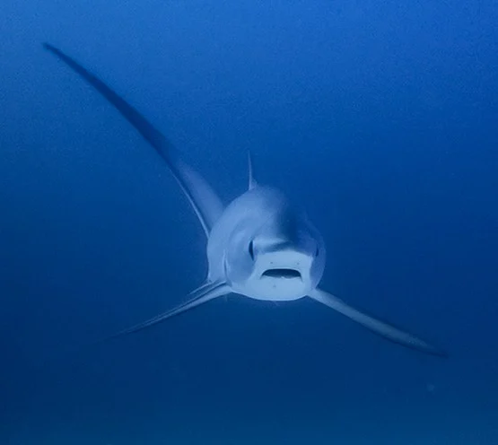 Malapascua Thresher Shark