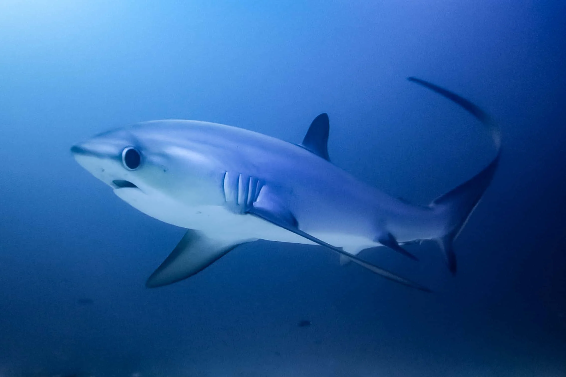 Thresher shark malapascua kimud shoal