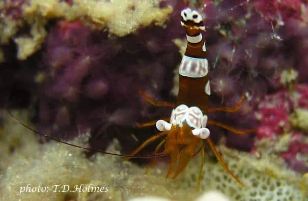 Squat Shrimp 1 at Thresher Shark Divers, Malapascua Island