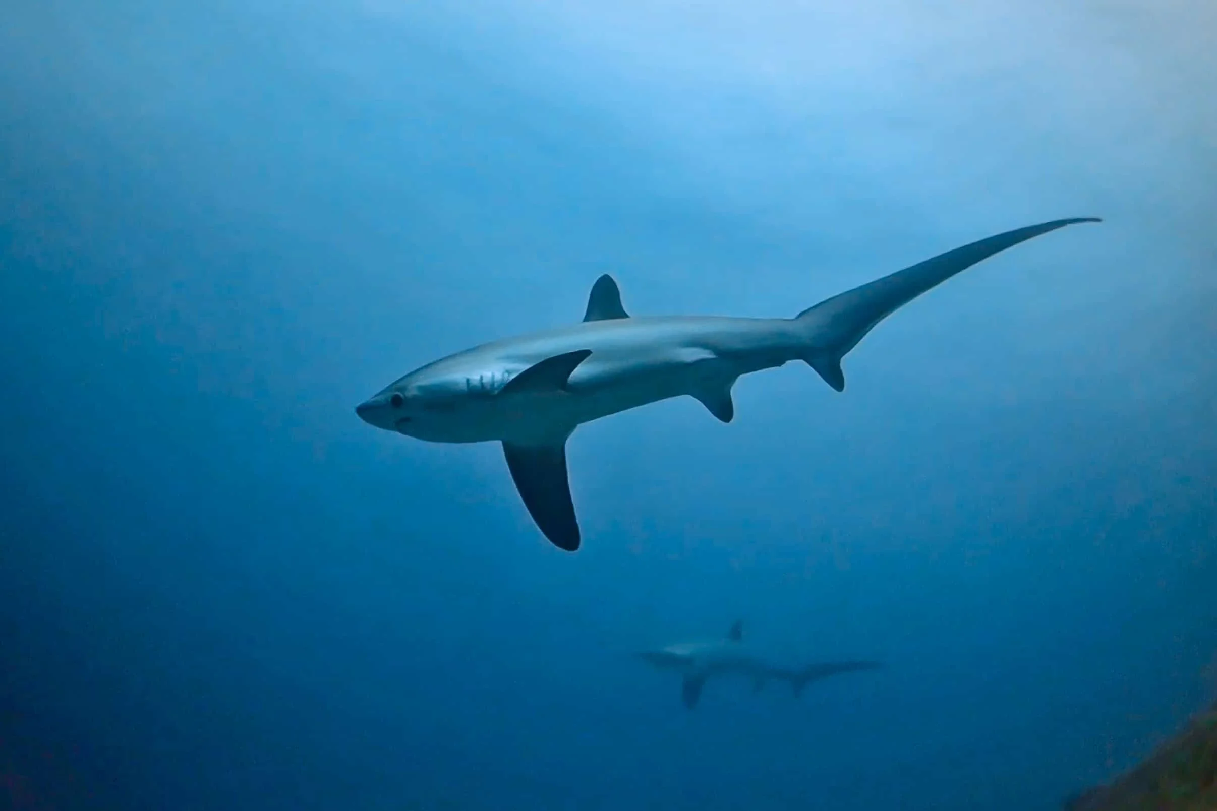 Thresher shark at Malapascua Island, Philippines