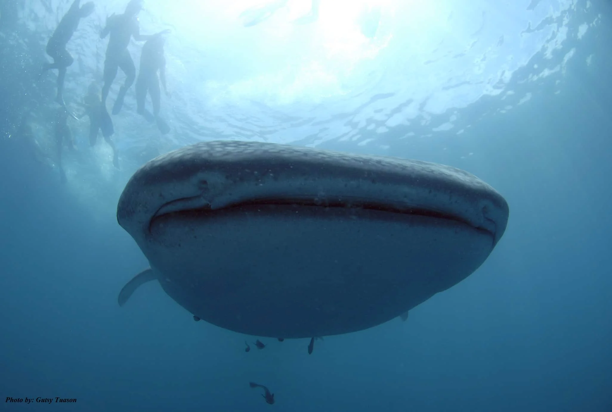 Whale shark at Kimud Shoal