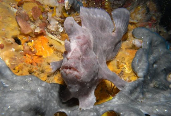 Frogfish spotted at Malapascua dive site