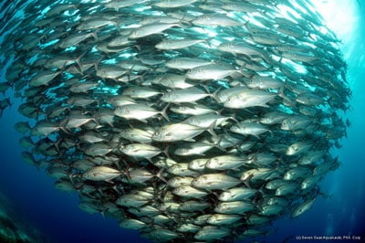 Moalboal sipalay safari jacks