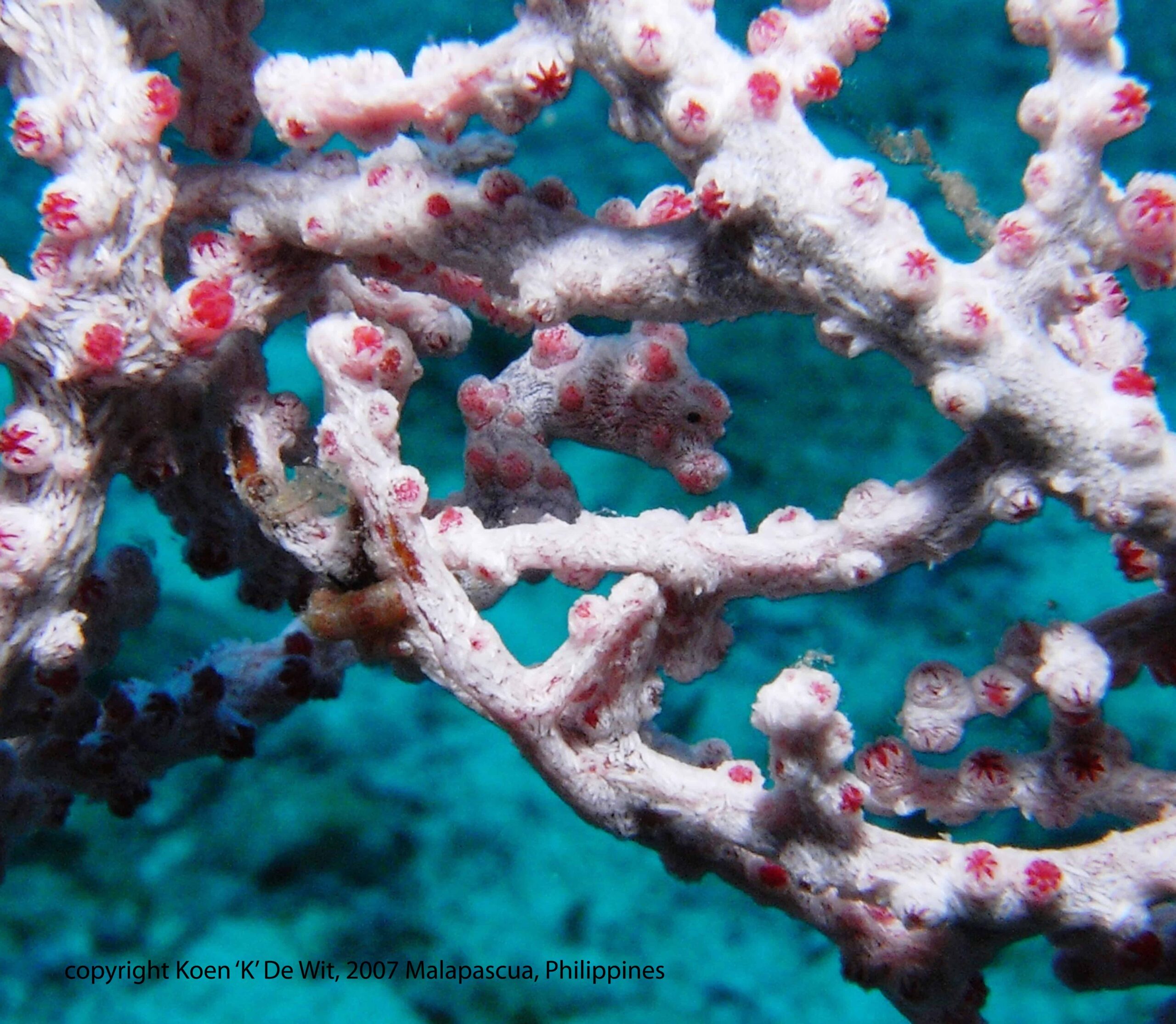pygmee-seahorse-copy Pygmy seahorse on a Malapascua dive site