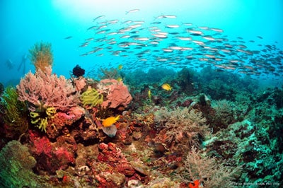 Sumilon diving safari reef