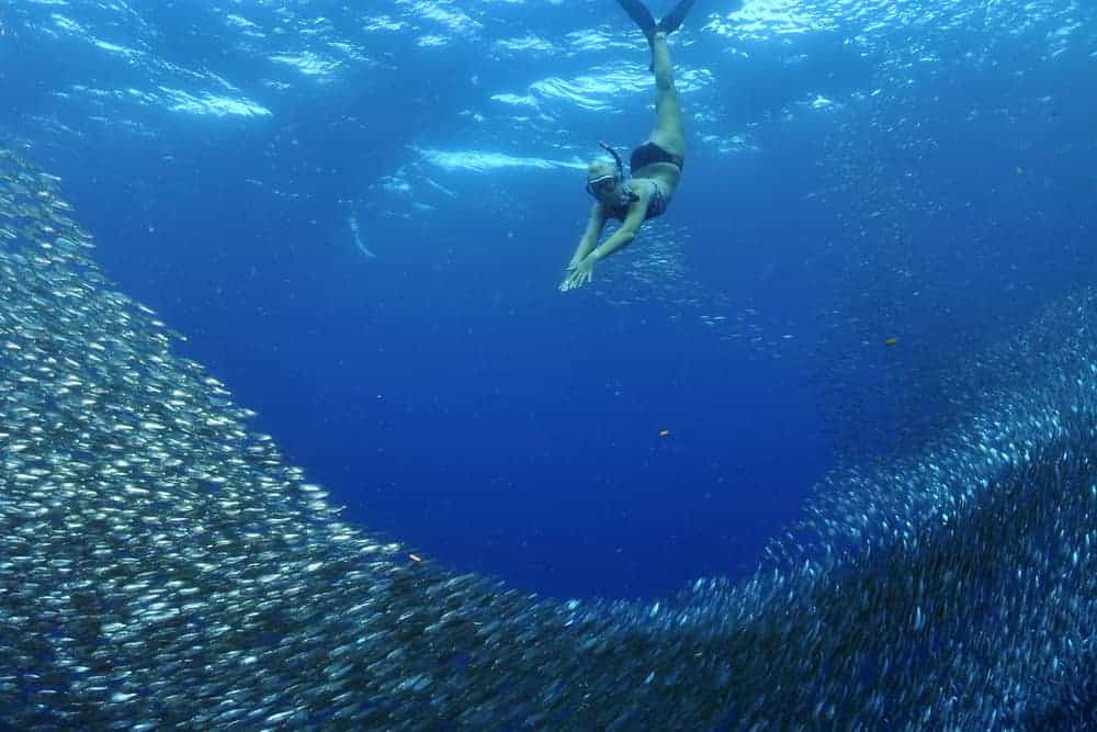 Moalboal sardines