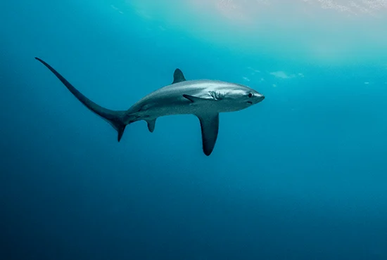 Pelagic thresher shark at Kimud Shoal, Malapascua