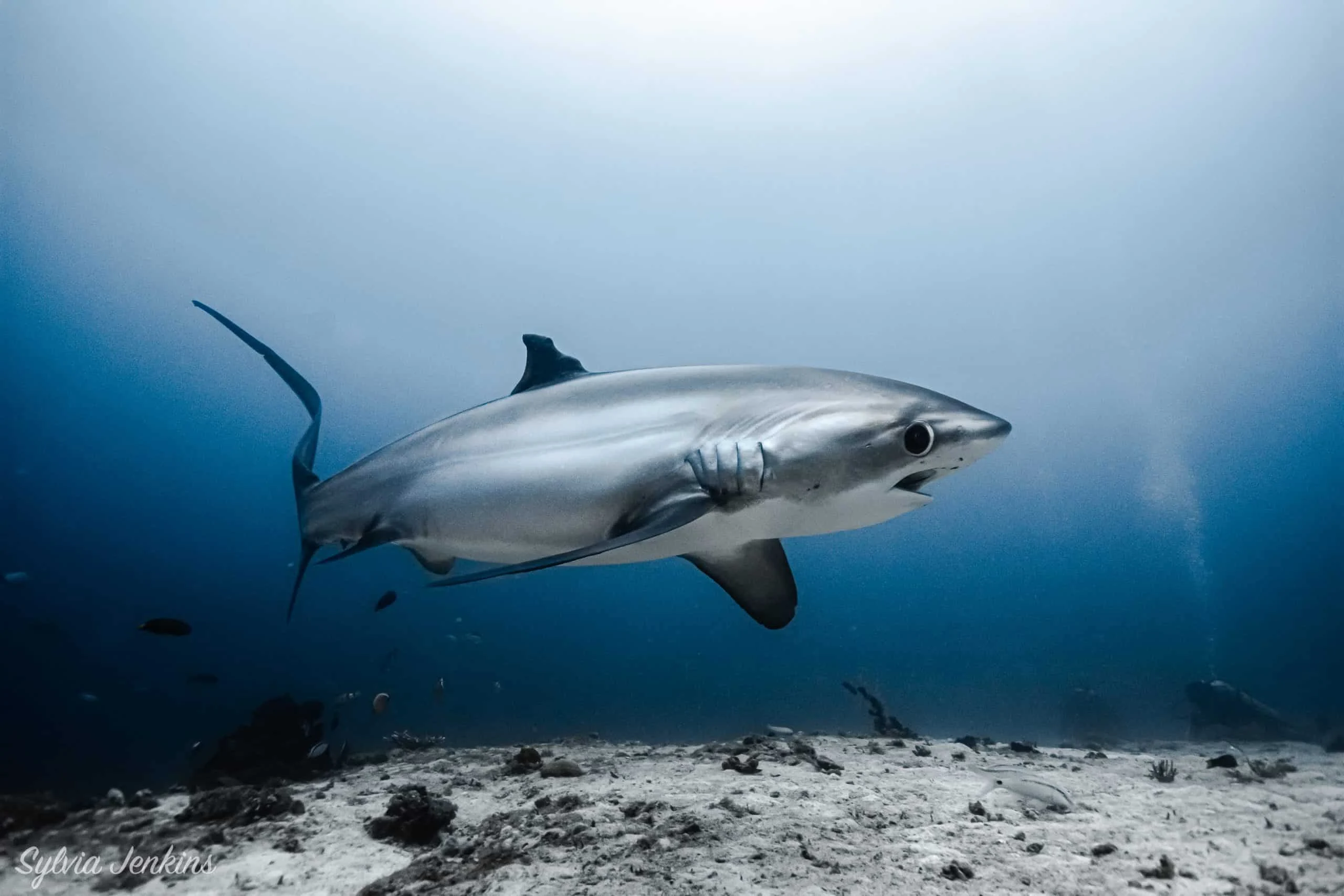 Thresher shark encounter at Malapascua