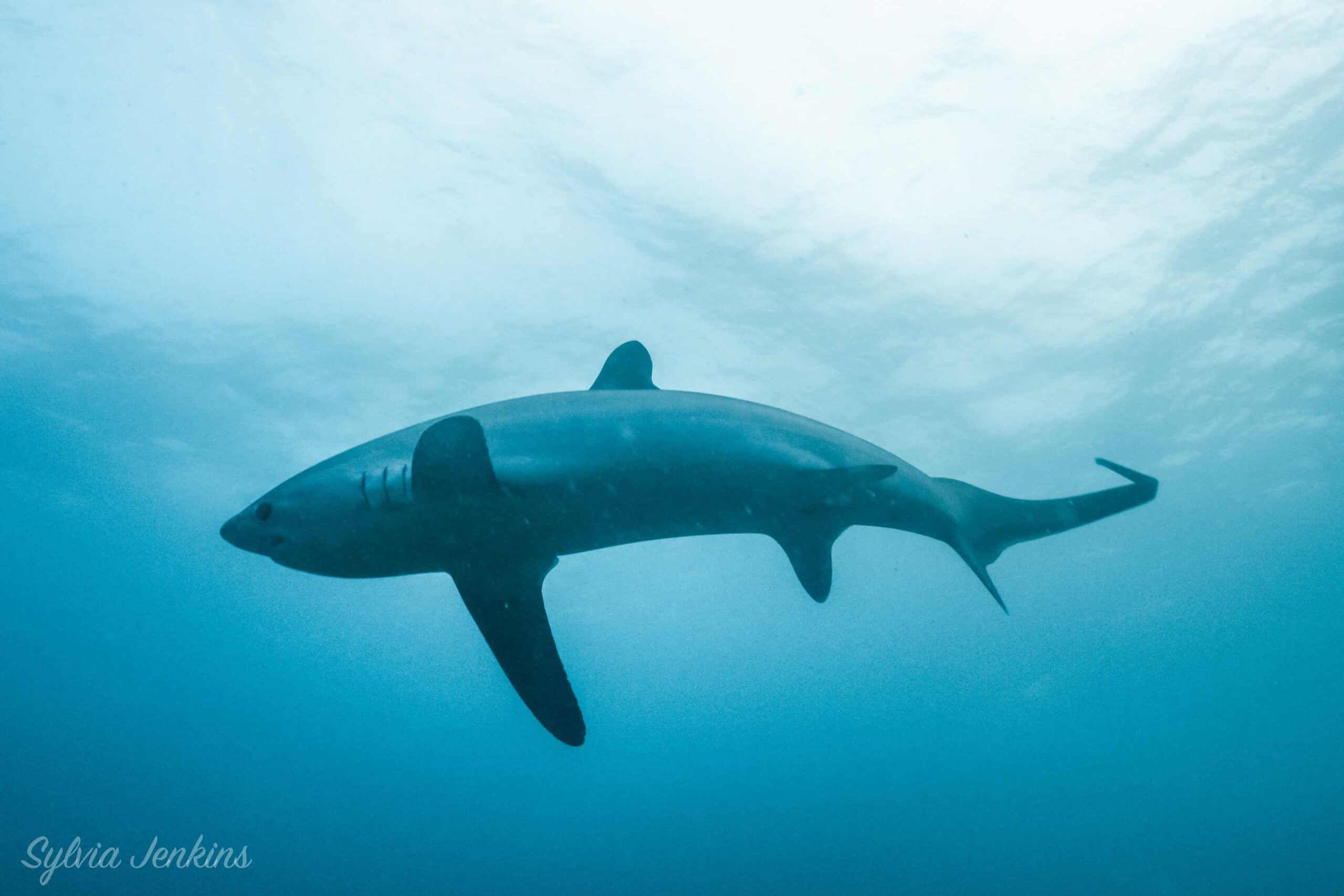 Thresher Shark Divers, Malapascua Island