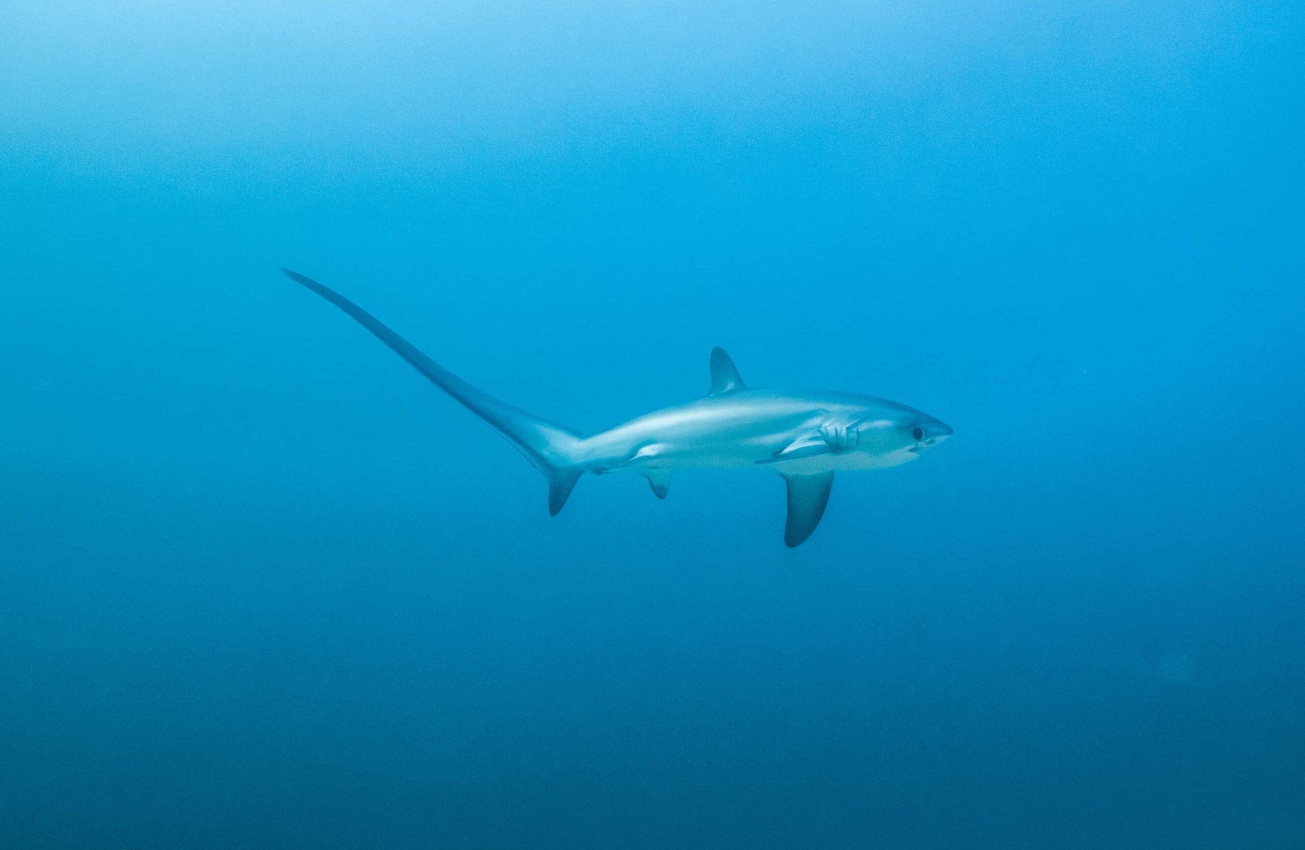 Padi Advanced Open Water Malapascua - Diver with perfect buoyancy on Malapascua reef