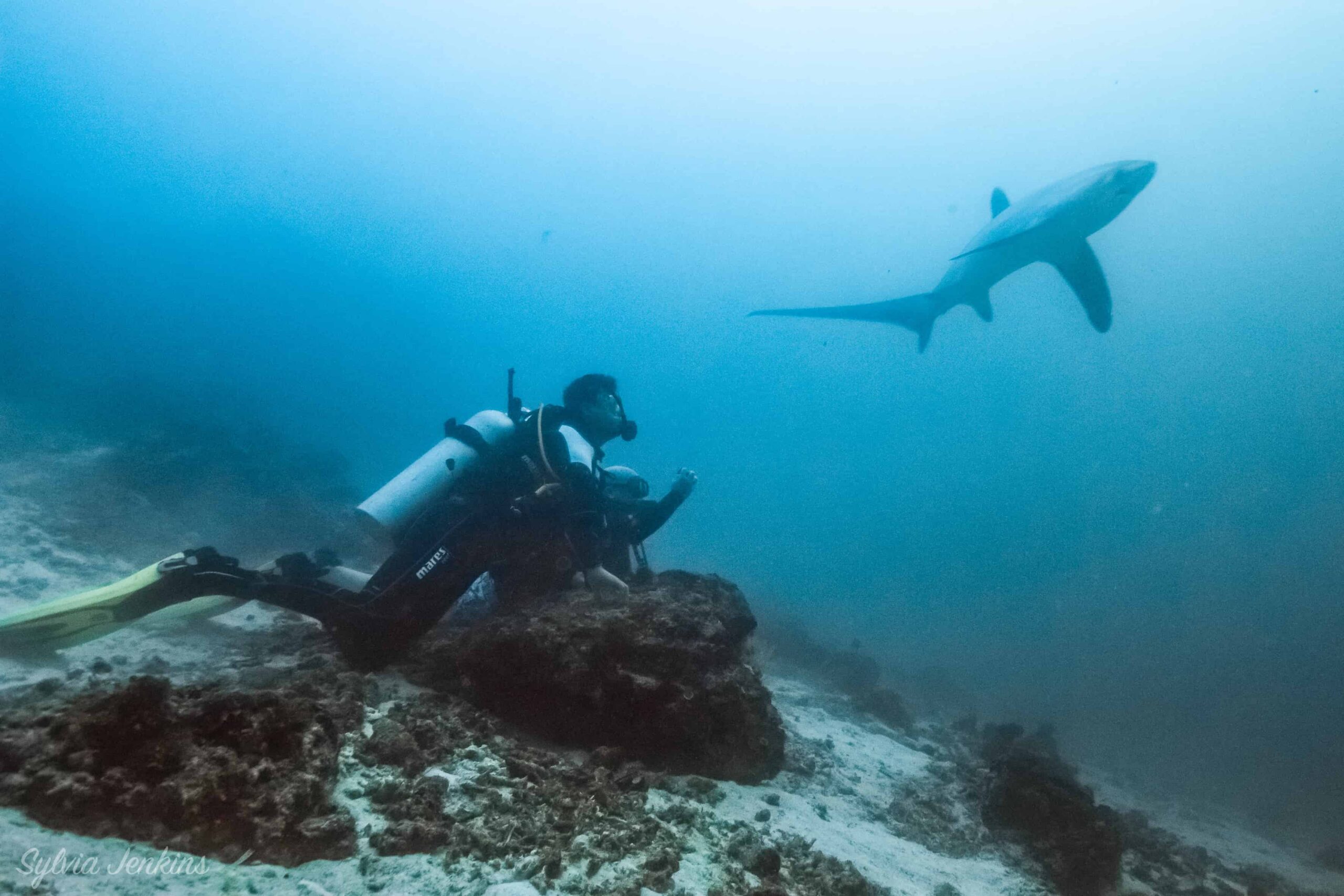 Thresher Shark Divers, Malapascua Island