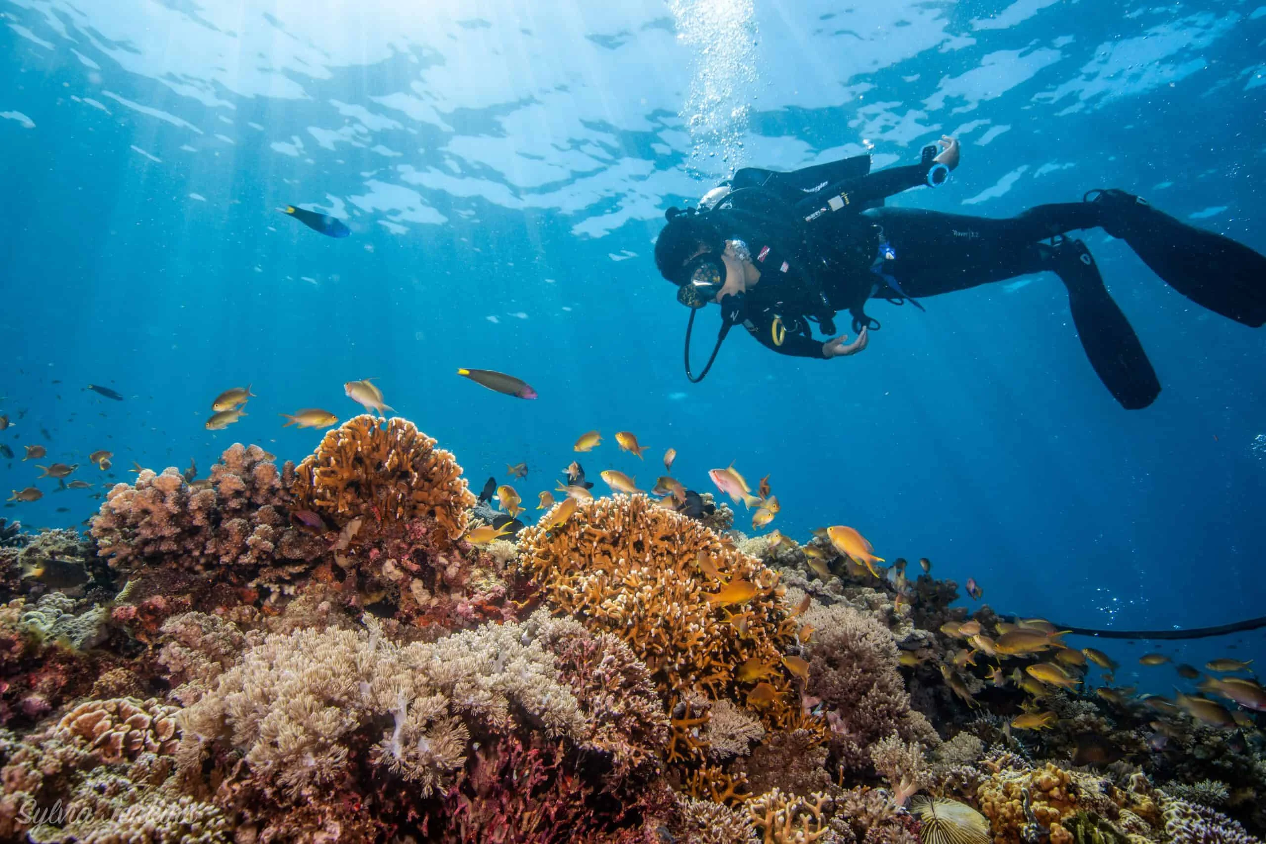 Thresher Shark Divers, Malapascua Island