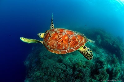 Moalboal Bohol safari turtle