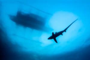 Thresher Shark under the boat on Malapascua Island
