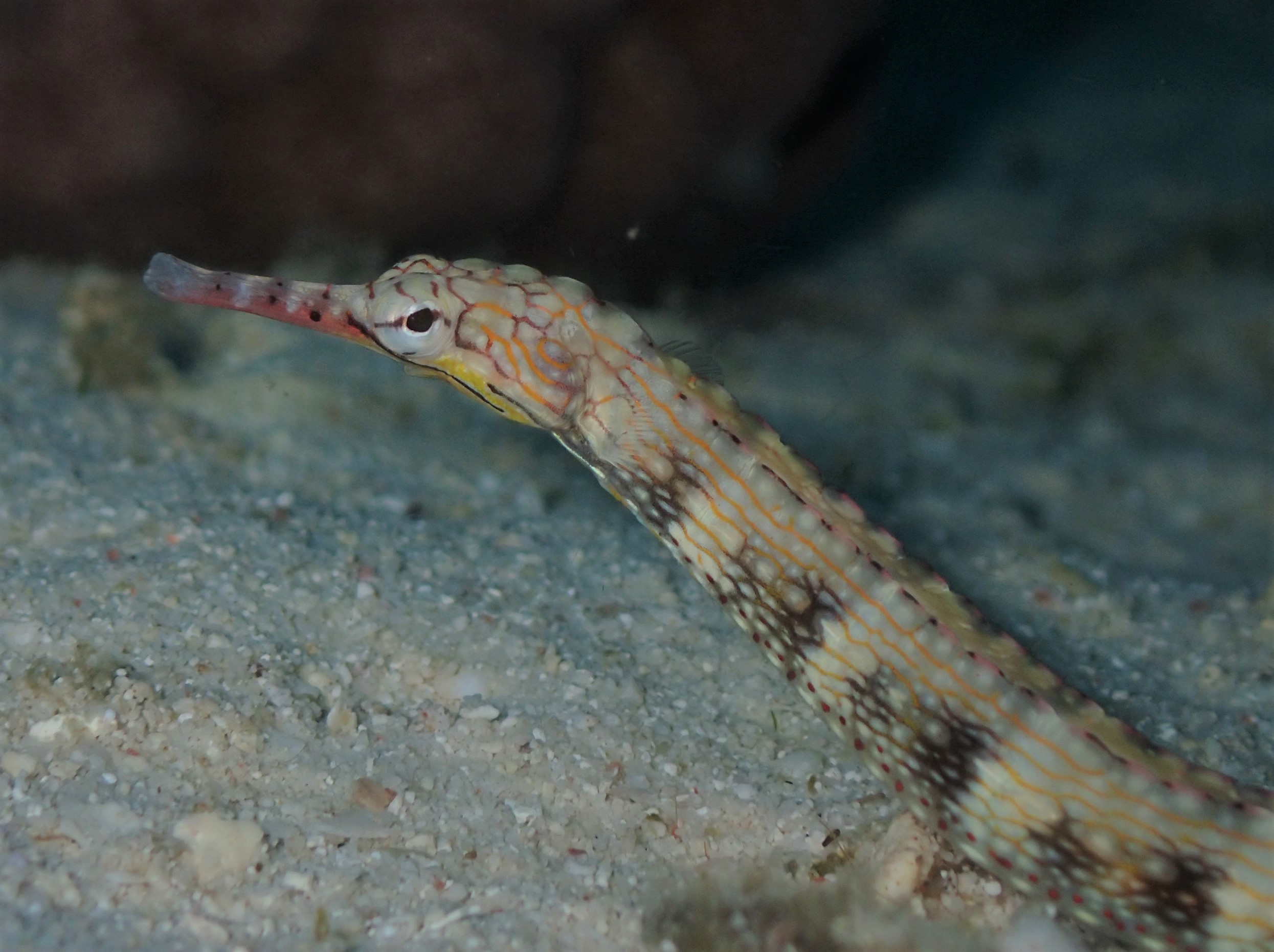 Banded pipefish Malapascua