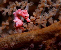 Pygmy-seahorse-hrs Pygmy seahorse Gato Malapascua
