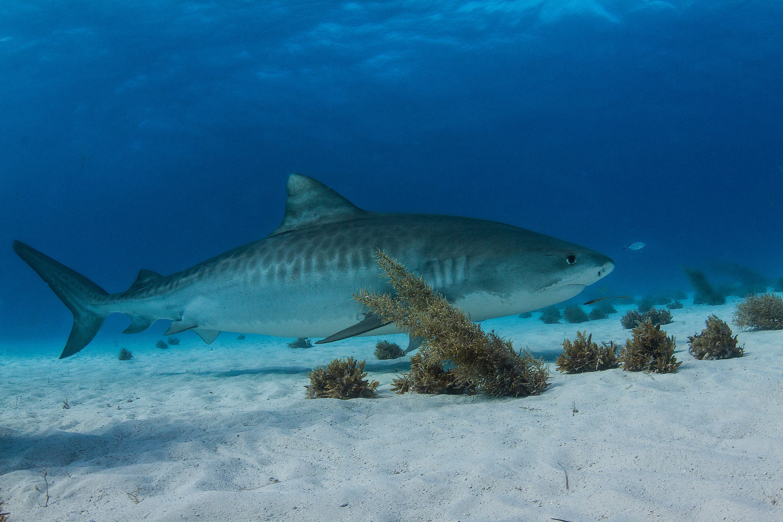 Tiger shark Monad Shoal Malapascua
