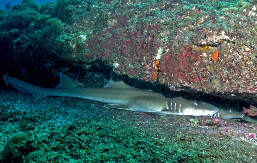 Brownbanded bamboo shark